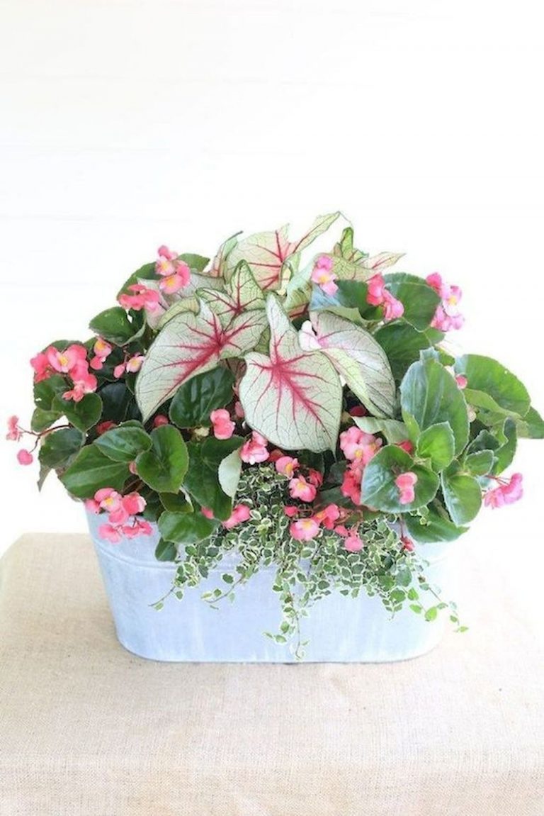 Beautiful Summer Container Garden Flower Ideas Lovahomy