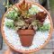 Easy And Cheap Ways To Make Succulent Garden In Your Backyard 05