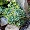 Easy And Cheap Ways To Make Succulent Garden In Your Backyard 12