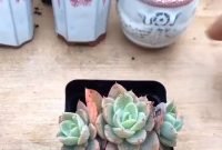 Easy And Cheap Ways To Make Succulent Garden In Your Backyard 17