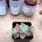 Easy And Cheap Ways To Make Succulent Garden In Your Backyard 17
