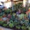 Easy And Cheap Ways To Make Succulent Garden In Your Backyard 18