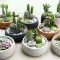 Easy And Cheap Ways To Make Succulent Garden In Your Backyard 23