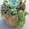 Easy And Cheap Ways To Make Succulent Garden In Your Backyard 25