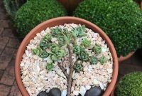 Easy And Cheap Ways To Make Succulent Garden In Your Backyard 37