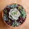 Easy And Cheap Ways To Make Succulent Garden In Your Backyard 53
