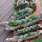 Easy And Cheap Ways To Make Succulent Garden In Your Backyard 54