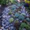 Easy And Cheap Ways To Make Succulent Garden In Your Backyard 56