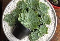 Easy And Cheap Ways To Make Succulent Garden In Your Backyard 60