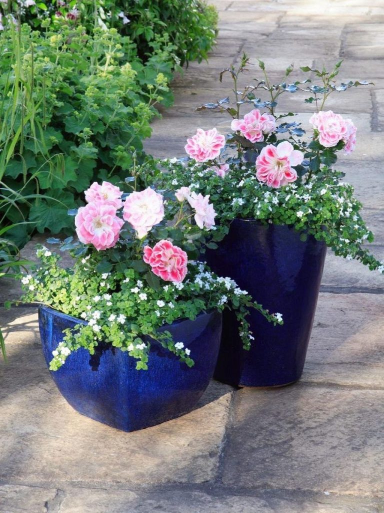 Beautiful Summer Container Garden Flower Ideas Lovahomy