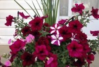Beautiful Summer Container Garden Flower Ideas 13