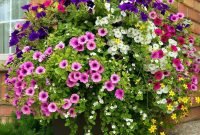 Beautiful Summer Container Garden Flower Ideas 22