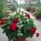 Beautiful Summer Container Garden Flower Ideas 23