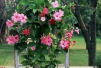 Beautiful Summer Container Garden Flower Ideas 30