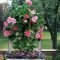 Beautiful Summer Container Garden Flower Ideas 30