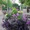 Beautiful Summer Container Garden Flower Ideas 41