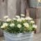 Beautiful Summer Container Garden Flower Ideas 50