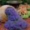 Unusual Flower Garden Ideas For Your Home 26