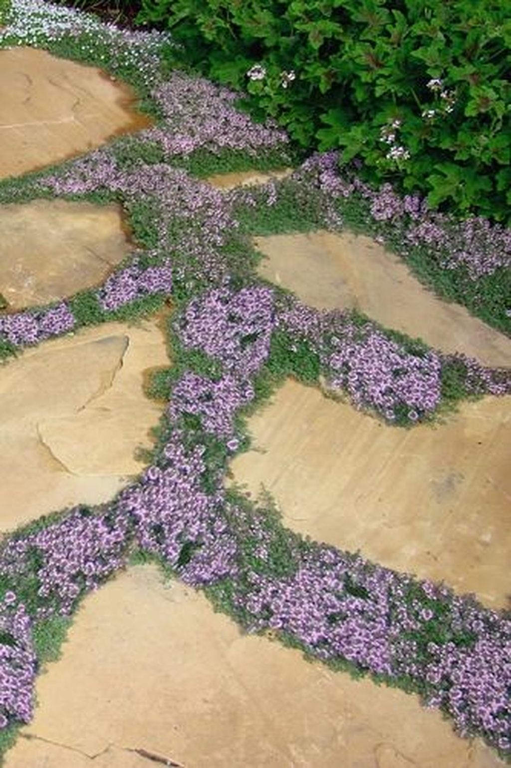 Newest Stepping Stone Pathway Ideas For Your Garden 32