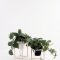 Popular Indoor Plant Stands Ideas For Fresh Home Inspiration 05