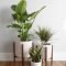 Popular Indoor Plant Stands Ideas For Fresh Home Inspiration 45
