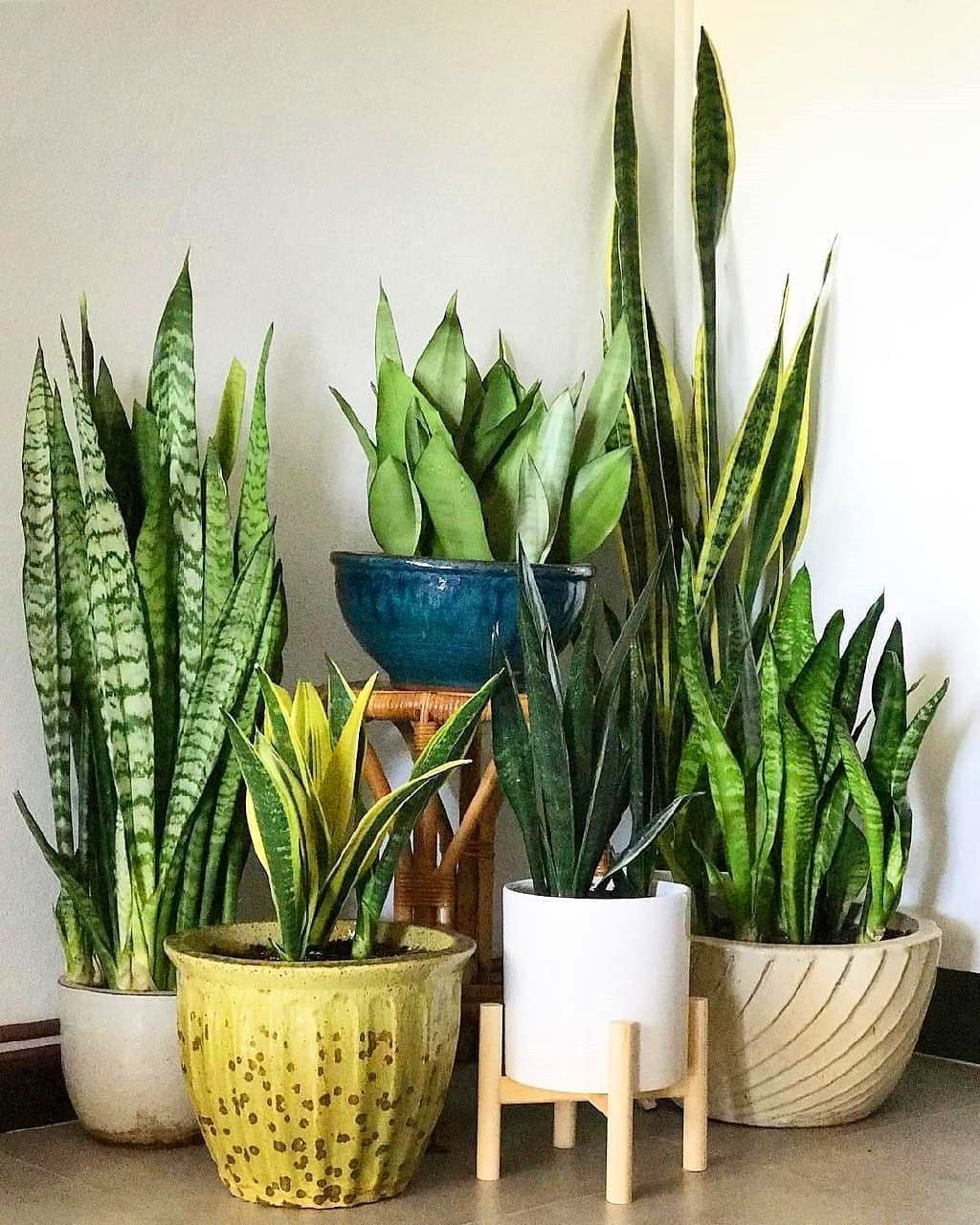 Popular Indoor Plant Stands Ideas For Fresh Home Inspiration 48