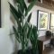Affordable House Plants For Living Room Decoration 05