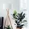 Affordable House Plants For Living Room Decoration 07