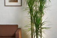 Affordable House Plants For Living Room Decoration 09