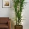 Affordable House Plants For Living Room Decoration 09