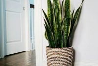 Affordable House Plants For Living Room Decoration 10