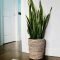 Affordable House Plants For Living Room Decoration 10