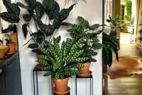 Affordable House Plants For Living Room Decoration 13