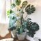 Affordable House Plants For Living Room Decoration 14