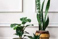 Affordable House Plants For Living Room Decoration 16