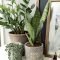 Affordable House Plants For Living Room Decoration 17