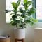 Affordable House Plants For Living Room Decoration 19