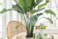 Affordable House Plants For Living Room Decoration 20