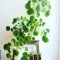 Affordable House Plants For Living Room Decoration 21