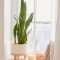 Affordable House Plants For Living Room Decoration 25