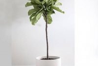 Affordable House Plants For Living Room Decoration 31