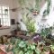Affordable House Plants For Living Room Decoration 37