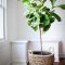 Affordable House Plants For Living Room Decoration 38