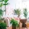 Affordable House Plants For Living Room Decoration 39