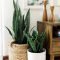 Affordable House Plants For Living Room Decoration 43