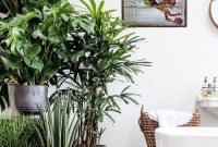 Affordable House Plants For Living Room Decoration 44