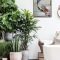 Affordable House Plants For Living Room Decoration 44
