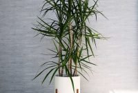 Affordable House Plants For Living Room Decoration 47