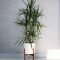 Affordable House Plants For Living Room Decoration 47