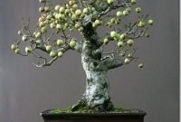Favorite Bonsai Tree Ideas For Your Garden 03